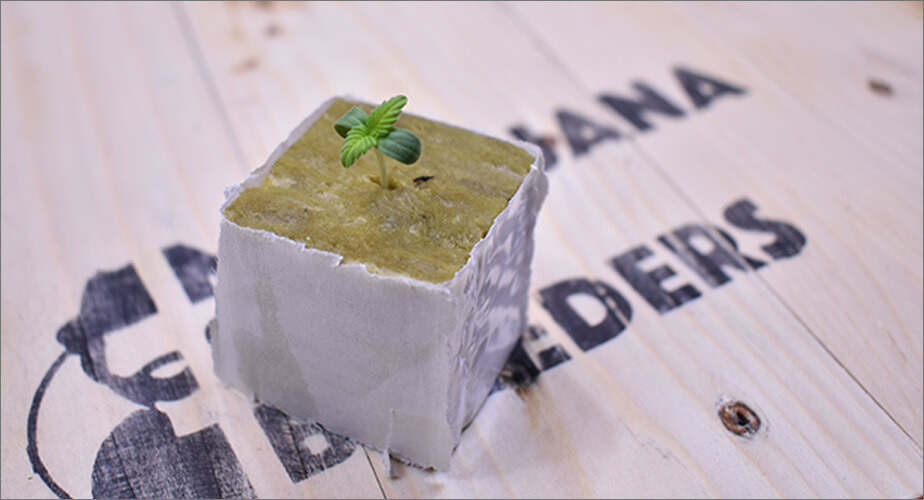 Stone Wool Cube for germinating