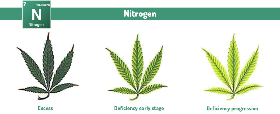 Marijuana Nitrogen excess and deficiency problems 