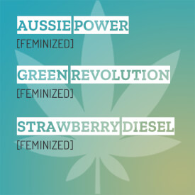 Mixpack of feminized Aussie Power, Strawberry Diesel and Green Revolution seeds