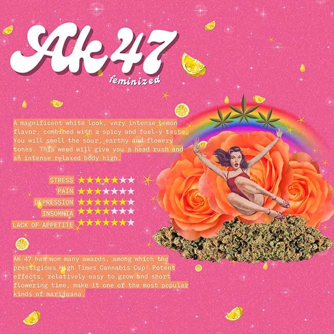 The flyer from the AK47 Feminized