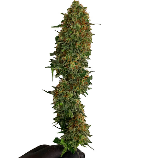 Cutted bud of Cheese feminized marijuana plants