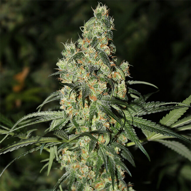 Super Silver Haze feminized marijuana plant