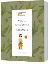 How to grow marijuana outside step by step