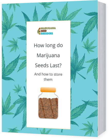 How long do Marijuana Seeds Last? Learn how to store seeds!