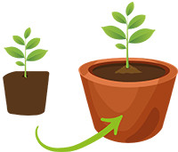 Transfer the seedling with the Swellpot to a pot with potting soil