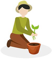 Plant your seedling/cutting