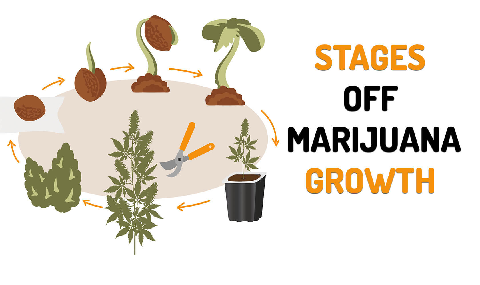 Learn how to Grow Marijuana 🎓 High School
