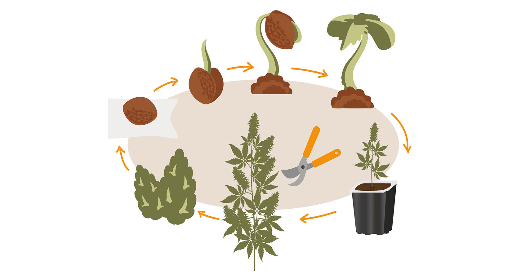 weed plant stages