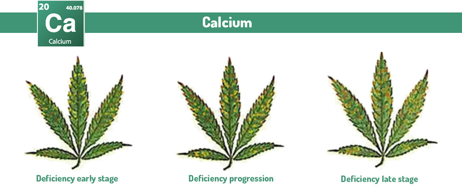 Marijuana Calcium excess and deficiency problems 