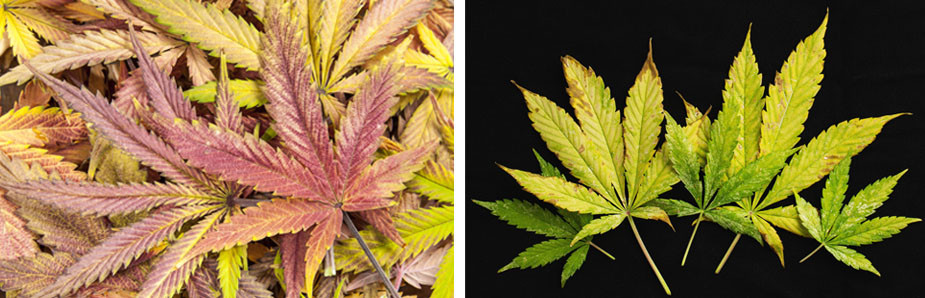 Cannabis leaf problems
