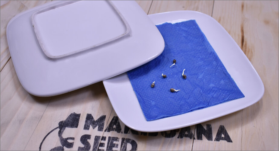 Germinate the wet paper towel method