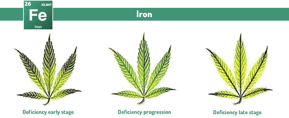 Marijuana Iron excess and deficiency problems 