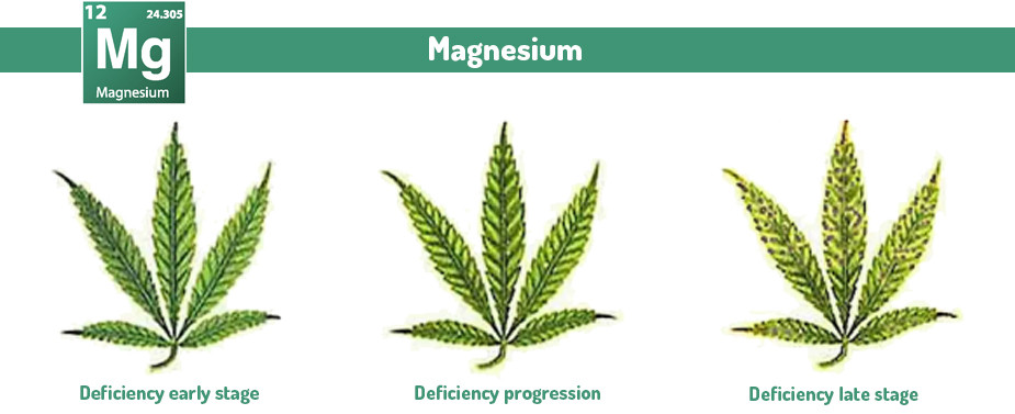 Marijuana Magnesium excess and deficiency problems 