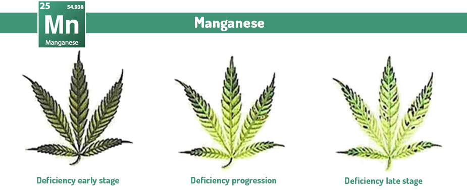 Marijuana Manganese excess and deficiency problems 