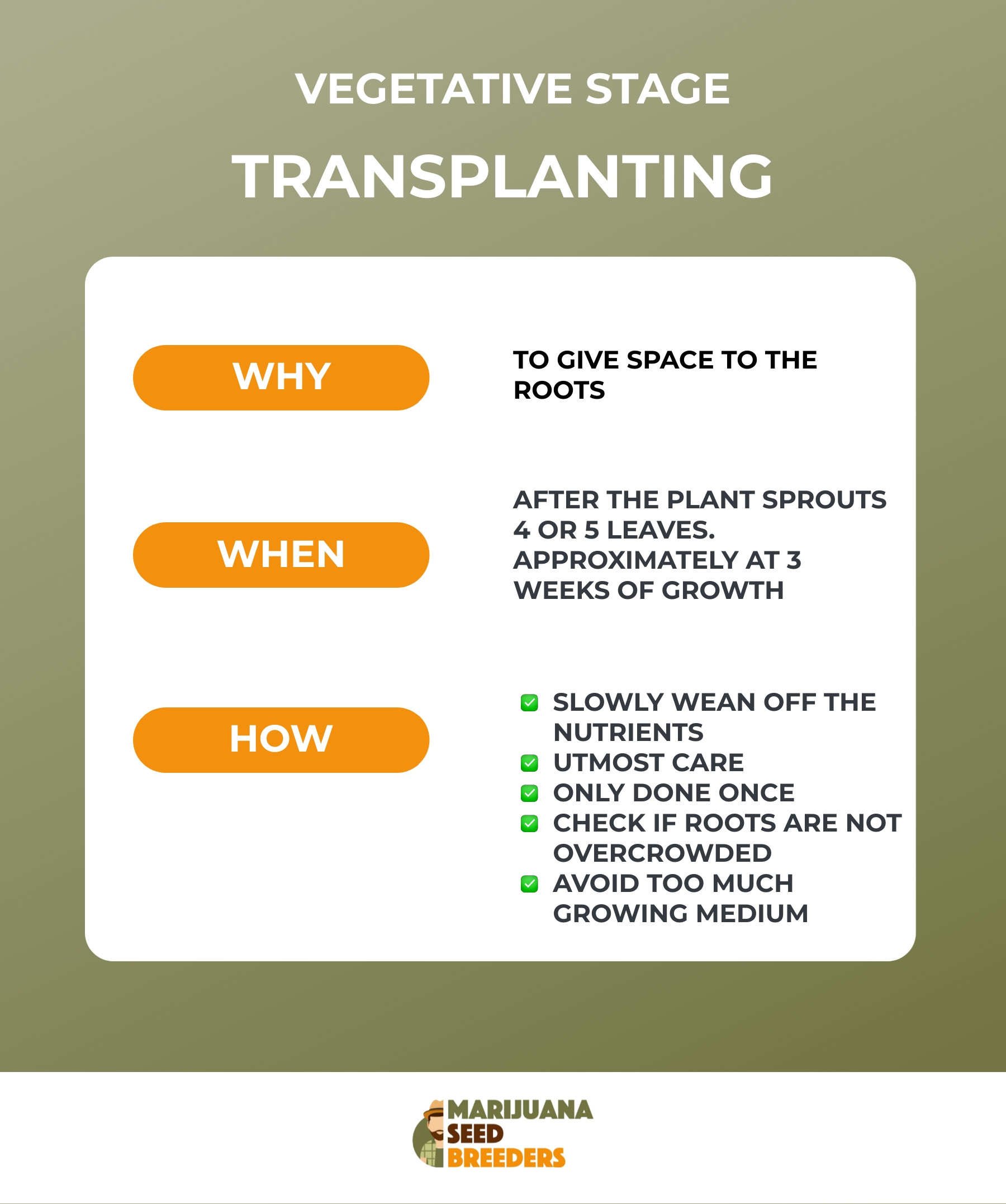 overview with tips about transplanting in the vegetative stage of marijuana growth
