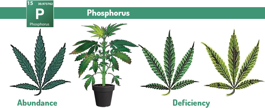 Marijuana Phosphorus excess and deficiency problems 