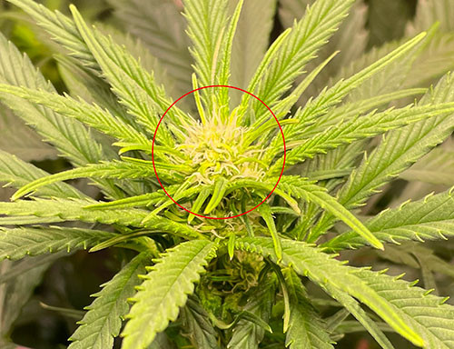 cannabis plants flowering stages