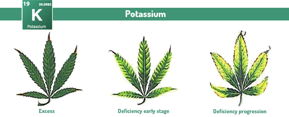 Marijuana Potassium excess and deficiency problems 