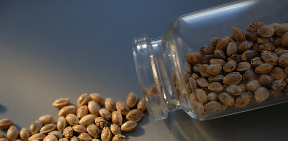 Store Cannabis seeds in Jar