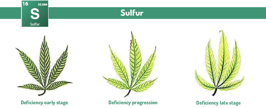 Marijuana Sulfur excess and deficiency problems 