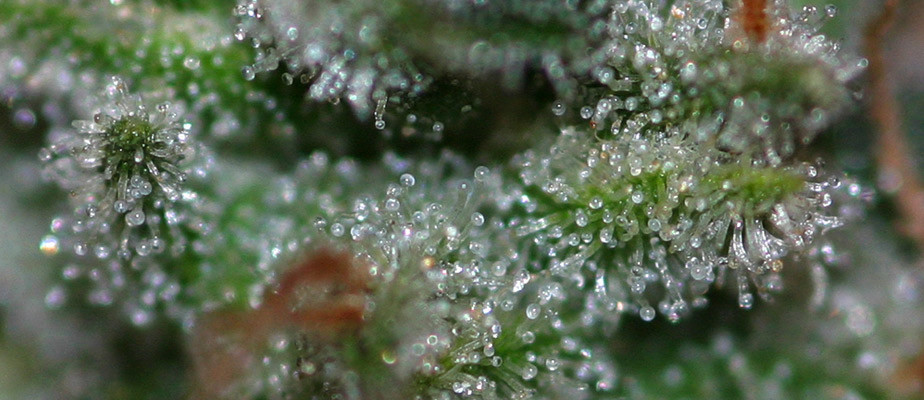 Close up of cannabis trichomes