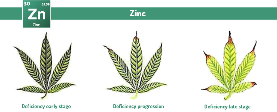 Marijuana Zinc excess and deficiency problems 