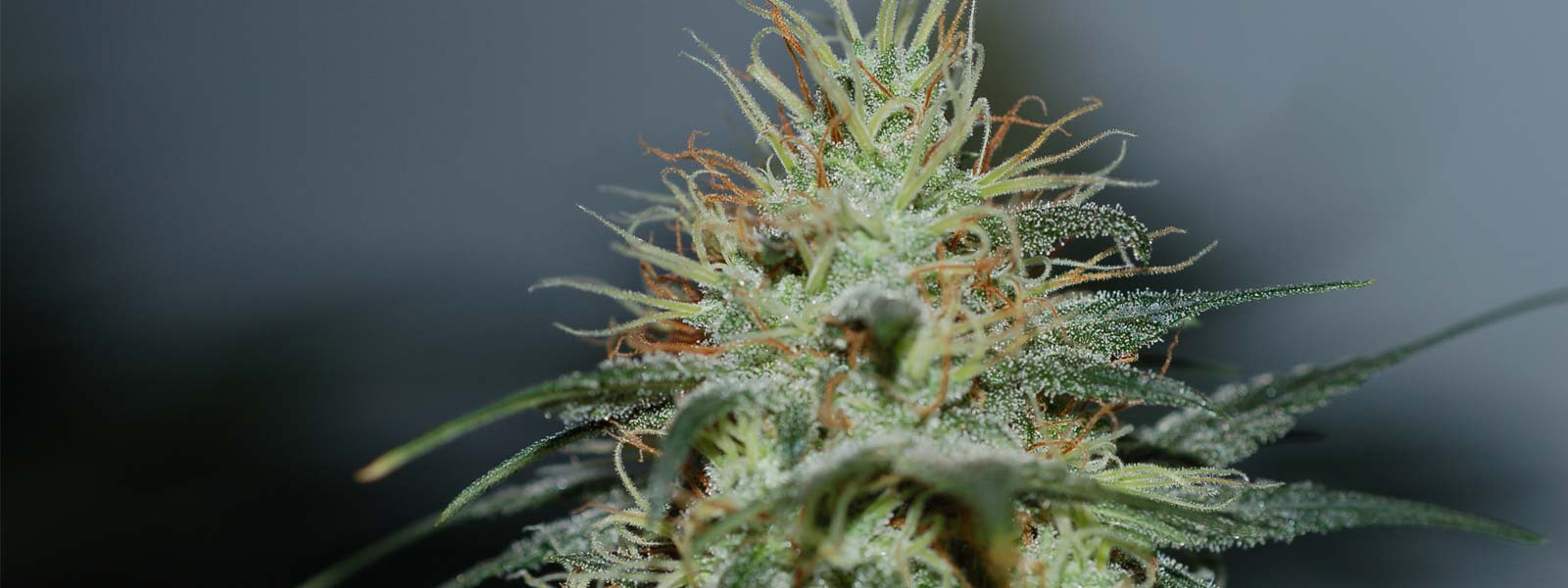 Early Skunk Feminized Marijuana Seeds From Amsterdam