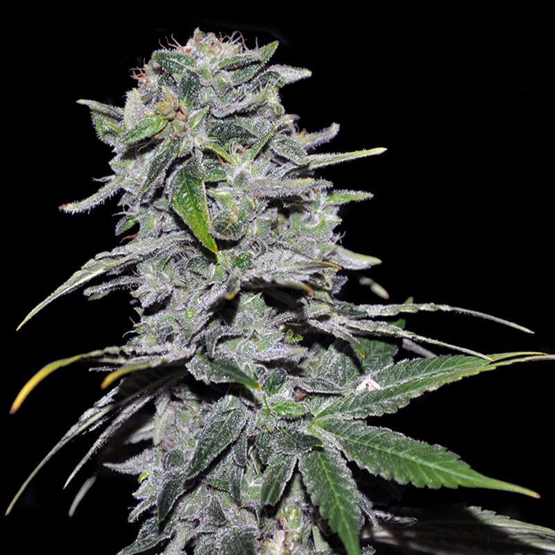 Amnesia feminized marijuana seeds from Dutch breeders«