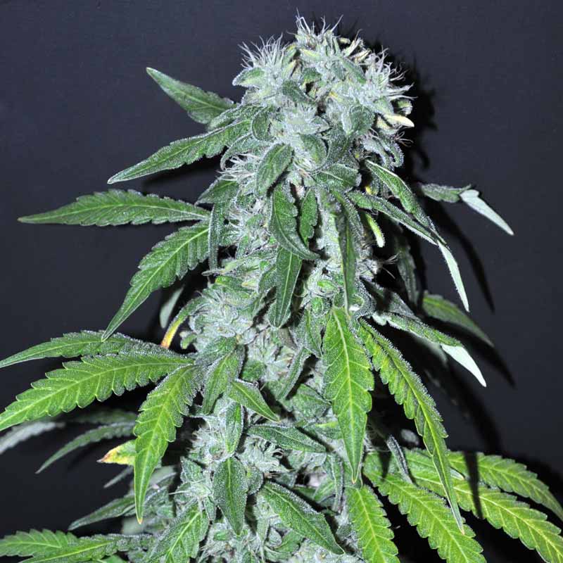 Chemdawg seeds
