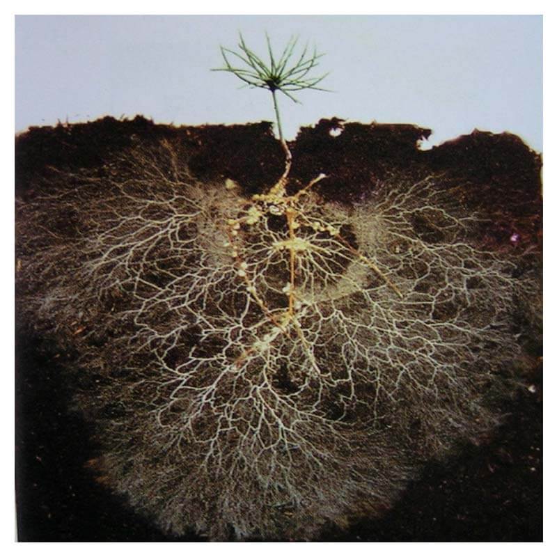 Healthy roots Mycorrhiza Mix
