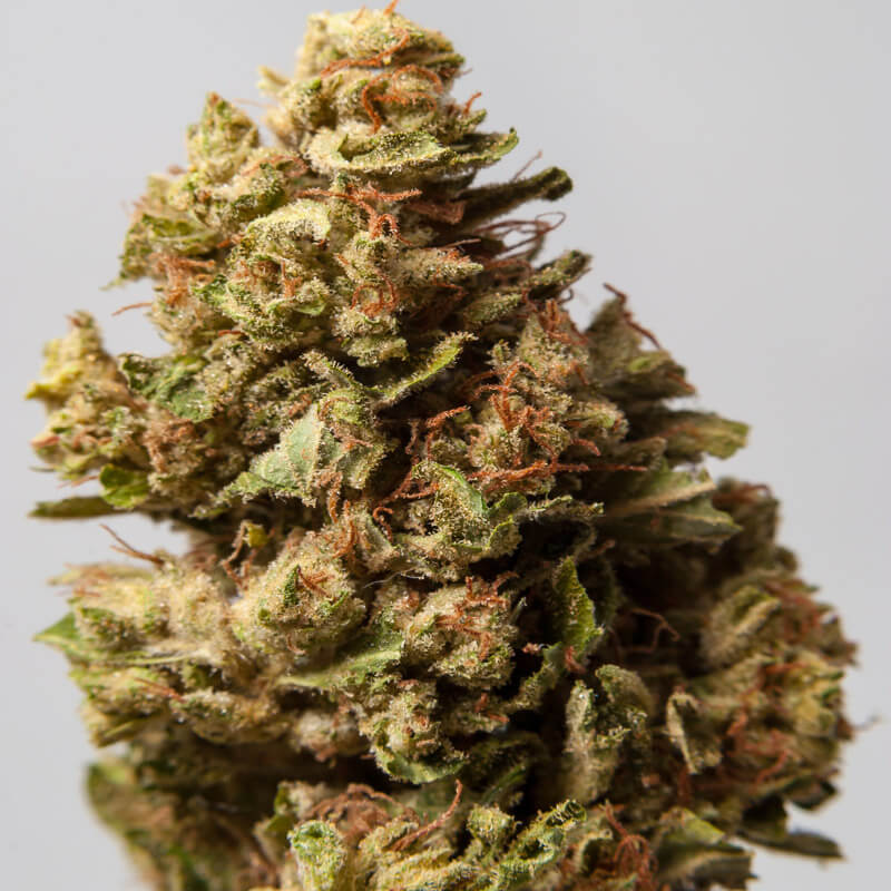 Sour Diesel Seeds - Feminized - Premium Quality from Amsterdam