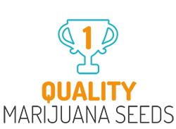 quality_marijuana_seeds