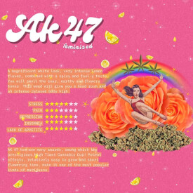 The flyer from the AK47 Feminized