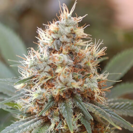 AK47 feminized marijuana bud