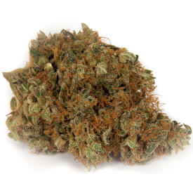 Dried bud from the Amnesia haze auto feminized marijuana plant