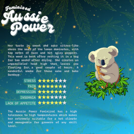 Flyer of the Aussie Power feminized