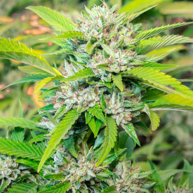 Banana Kush feminized marijuana plant