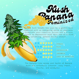 Flyer of the Banana Kush