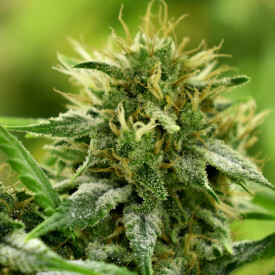 Banana Kush feminized plant