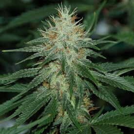 Power Plant feminized from the Beginner mixpack