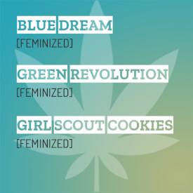 Feminized mixpack with Girl Scout Cookies, Green revolution and Blue Dream seeds