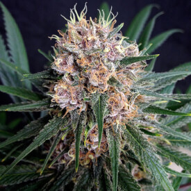 Bud of the Blue Dream cannabis plant