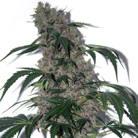 Regular Blue Dream x Chronic cannabis plant