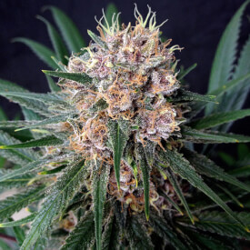 Bud from a feminized Blue Dream marijuana plant