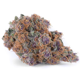 Dried feminized Blue Dream cannabis bud