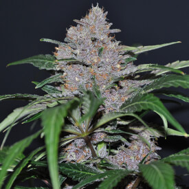 Blue Dream feminized weed from Amsterdam