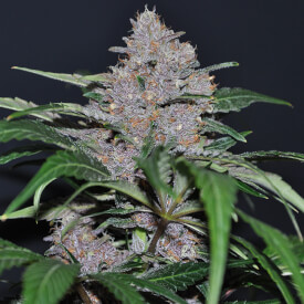 Blue Dream cannabis bud