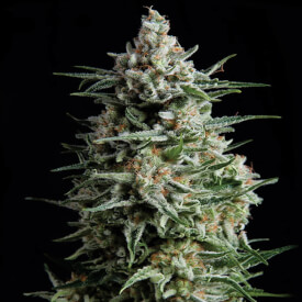 Bruce Banner feminized marijuana bud
