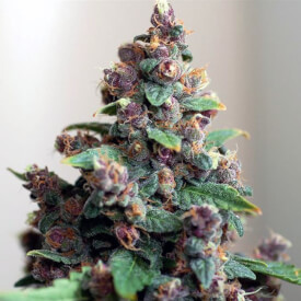 Flowering bud from the auto feminized Caramel plant