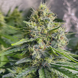 Bud from Cheese auto feminized marijuana plant
